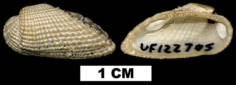 <i>Acar domingensis</i> from the Middle Pleistocene Bermont Fm. of Palm Beach County, Florida (UF122795). 