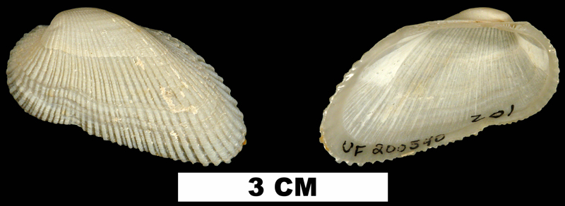 <i>Acar domingensis</i> from the Middle Pleistocene Bermont Fm. of Palm Beach County, Florida (UF 200540).