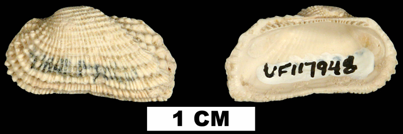 <i>Acar reticulata</i> from the Early Miocene Chipola Fm. of Calhoun County, Florida (UF 117948).
