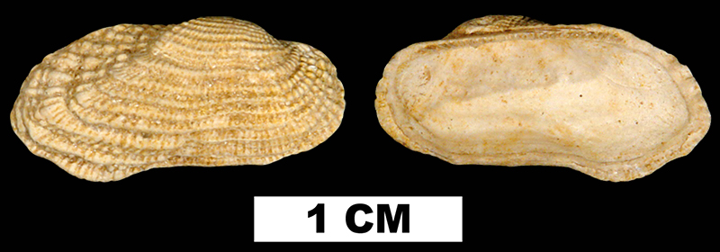 <i>Acar reticulata</i> from the Early Miocene Chipola Fm. of Calhoun County, Florida.  (UF76312)