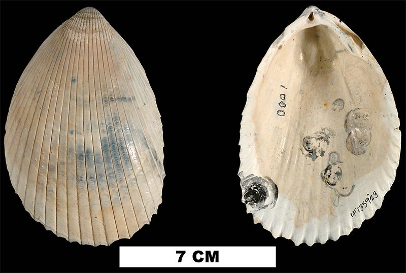 <i>Acrosterigma dalli</i> from the Late Pliocene Tamiami Fm. (Pinecrest Beds) of Sarasota County, Florida (UF 135923).
