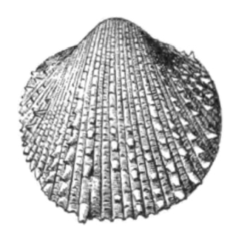Specimen of <i>Agnocardia acrocome</i> figured by Dall (1900, pl. 48, fig. 2); 8.0 mm in length.