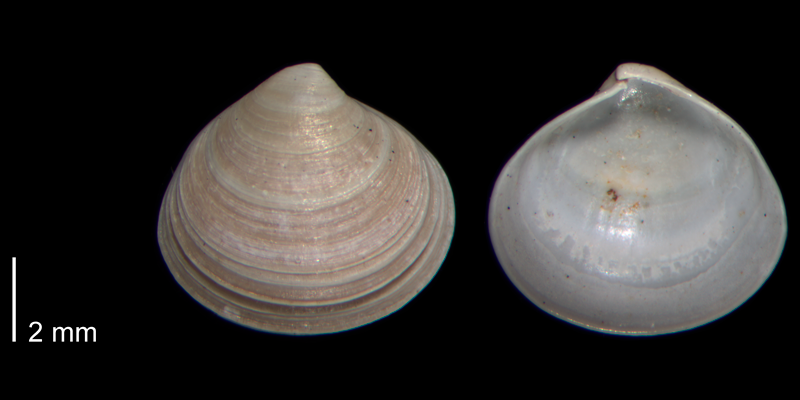 <i>Aligena striata</i> from the Early Pleistocene James City Fm. of Beaufort County, North Carolina (PRI 70482).