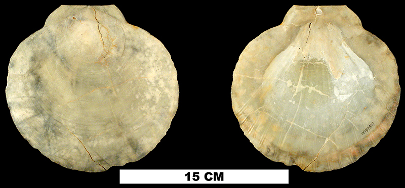 <i>Amusium mortoni</i> from the Late Pliocene Tamiami Fm. (Pinecrest Beds) of Sarasota County, Florida (UF 137307).