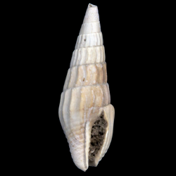 Anachis clavatula