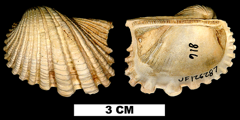 <i>Anadara crassicosta</i> from the Pleistocene Caloosahatchee/Bermont Fm. of Charlotte County, Florida (UF 126287).