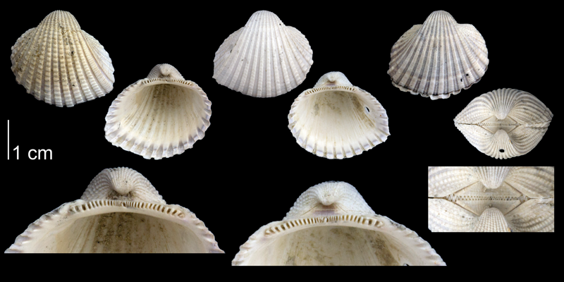Specimens of <i>Anadara scalarina</i> (PRI 70061 [left], PRI 70089 [two right]) from the late Pliocene Tamiami Fm. of Sarasota County, Florida. Bottom row of images shows enlarged views of the hinge regions of each specimen.