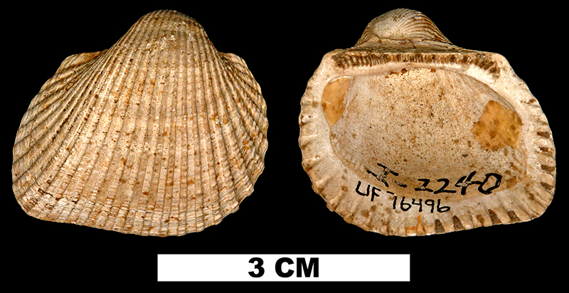 <i>Anadara waltonia</i> from the Middle Miocene Shoal River Fm. of Walton County, Florida (UF 76496).