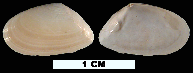<i>Ameritella versicolor</i> from the Pleistocene (formation unknown) of Glades County, Florida (UF 53884).
