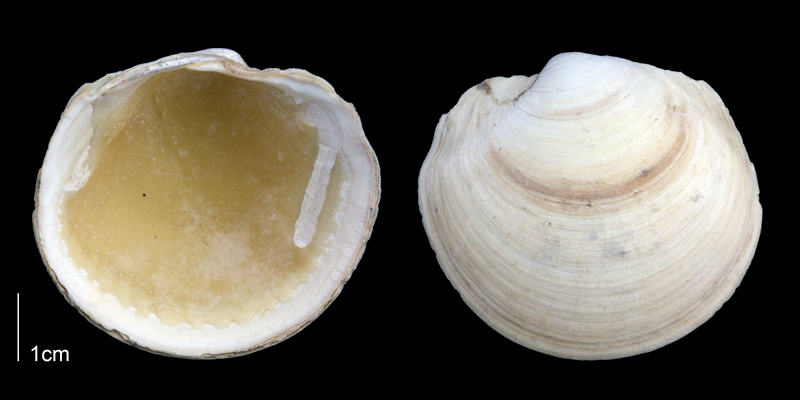 <i>Anodontia alba</i> from the Late Pliocene Tamiami Fm. (Pinecrest Beds) of Sarasota County, Florida (PRI 70123).