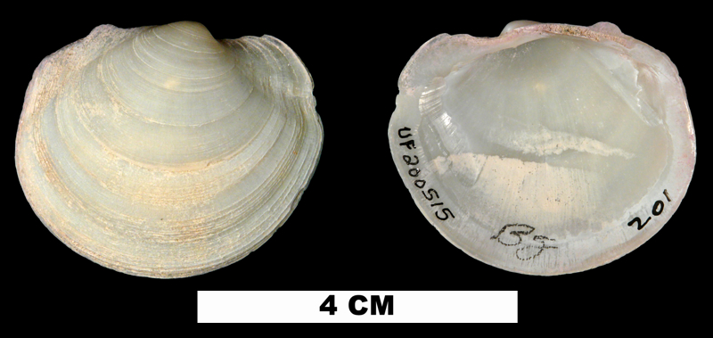 <i>Anodontia alba</i> from the Middle Pleistocene Bermont Fm. of Palm Beach County, Florida (UF 200515).