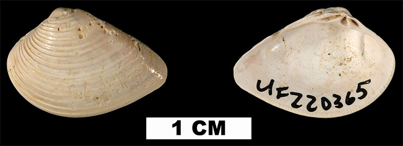 <i>Anomalocardia cuneimeris</i> from the Late Pleistocene (formation unknown) of Sarasota County, Florida (UF 220365).