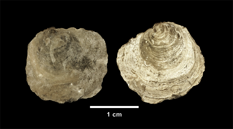 <i>Anomia simplex</i> from the upper Pliocene Yorktown Fm. of Isle of Wight County, Virginia (SDSM 139689).