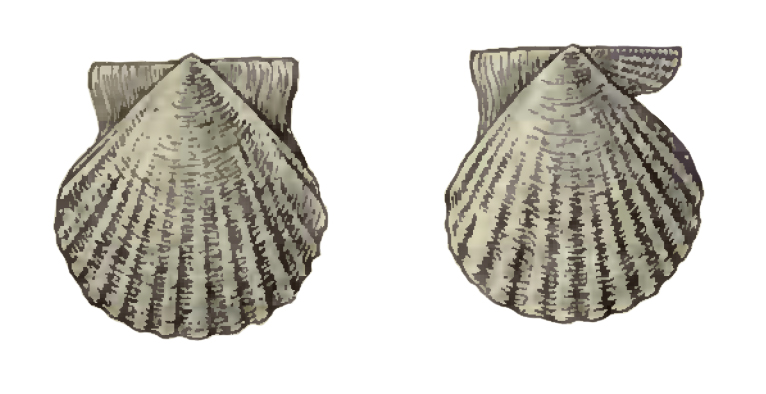 Specimen of <i>Antillipecten alumensis</i> figured by Dall (1898, pl. 34, fig. 10 and 11); 8.5 mm in length.