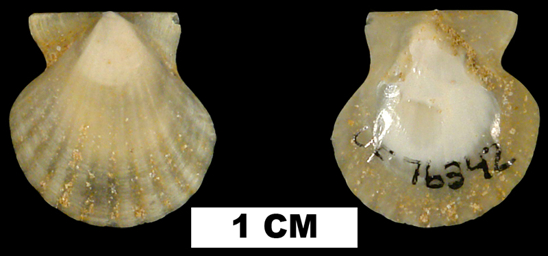 <i>Antillipecten alumensis</i> from the Early Miocene Chipola Fm. of Calhoun County, Florida (UF 76342).