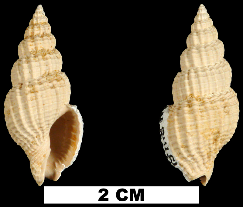 <i>Antillophos dictyola</i> from the Early Miocene Chipola Fm. of Calhoun County, Florida (UF 84651).