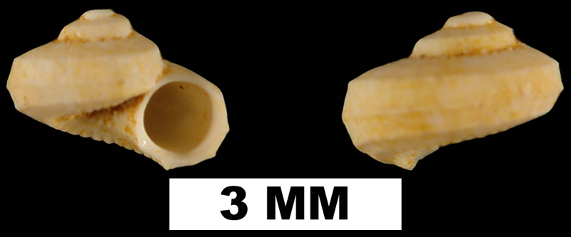 <i>Arene agenea</i> from the Early Miocene Chipola Fm. of Calhoun County, Florida (UF 93663).