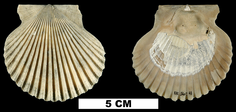 <i>Argopecten comparilis</i> from the Late Pliocene Tamiami Fm. (Pinecrest Beds) of Collier County, Florida (UF 56041).