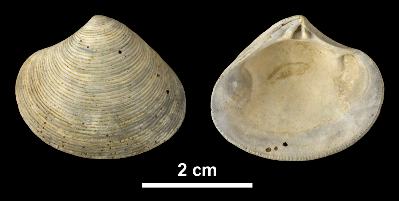 <i>Astarte concentrica</i> from the Early Pleistocene James City Fm. of Beaufort County, North Carolina (PRI 69878).