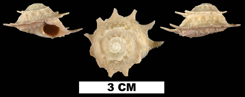 <i>Astralium phoebium</i> from the Middle Pleistocene Bermont Fm. of Palm Beach County, Florida (UF 200572).
