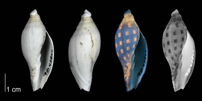 <i>Aurinia obtusa</i> from the Tamiami Formation (Pinecrest Beds) of Florida shown under regular and ultraviolet light, revealing the original coloration pattern of the shell; (PRI 45844).