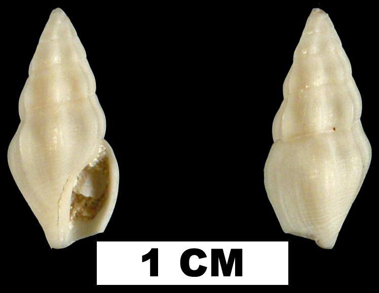 <i>Bellaspira pentagonalis</i> from the Late Pliocene Tamiami Fm. (Pinecrest Beds) of Collier County, Florida (UF 71543).