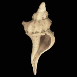 Boreotrophon tetricus