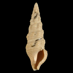 Horaiclavidae