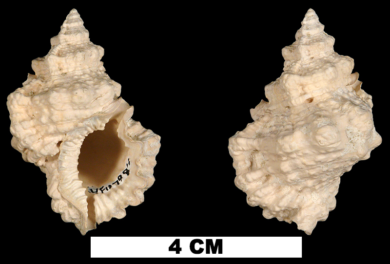<i>Bursa chipolana</i> from the Early Miocene Chipola Fm. of Calhoun County, Florida (UF 117984).