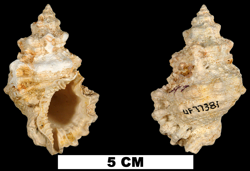 <i>Bursa pelouatensis</i> from the Early Miocene Chipola Fm. of Calhoun County, Florida (UF 77381).