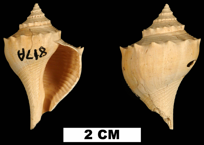 <i>Busycon epispiniger</i> from the Early Miocene Chipola Fm. of Calhoun County, Florida (UF 144678).