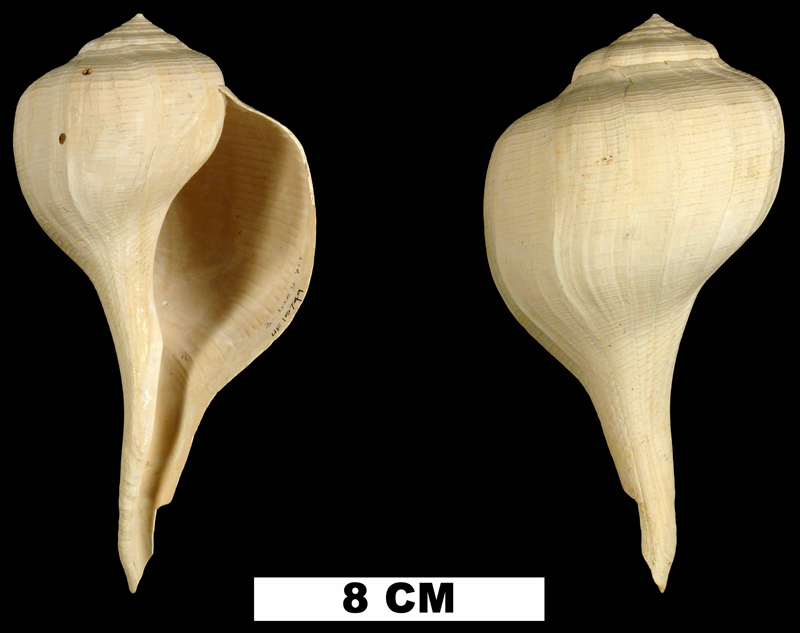 <i>Busycon rapum</i> from the Early Pleistocene Caloosahatchee Fm. of Hendry County, Florida (UF 15749).