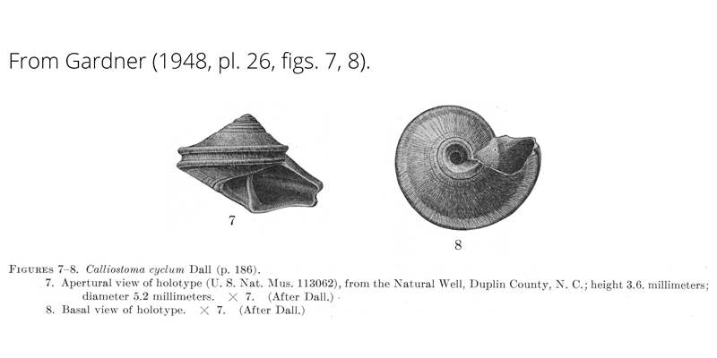 <i>Calliostoma cyclum</i> from Gardner (1948), pl. 26, figs. 7, 8. Holotype USNM 113062. Natural Well, Duplin County, North Carolina.