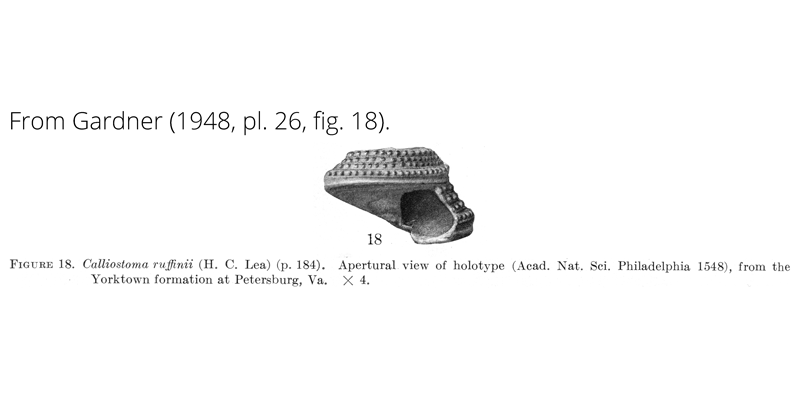 <i>Calliostoma ruffinii</i> from Gardner (1948), pl. 26, fig. 18. Holotype, ANSP 1548. Yorktown Formation, Petersburg, Virginia.