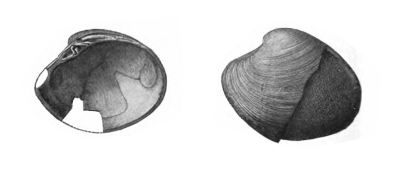 Specimen of <i>Callocardia prosayana</i> figured by Gardner (1926, pl. 25, fig. 13 and 14); 35.5 and 38.5 mm in length, respectively.
