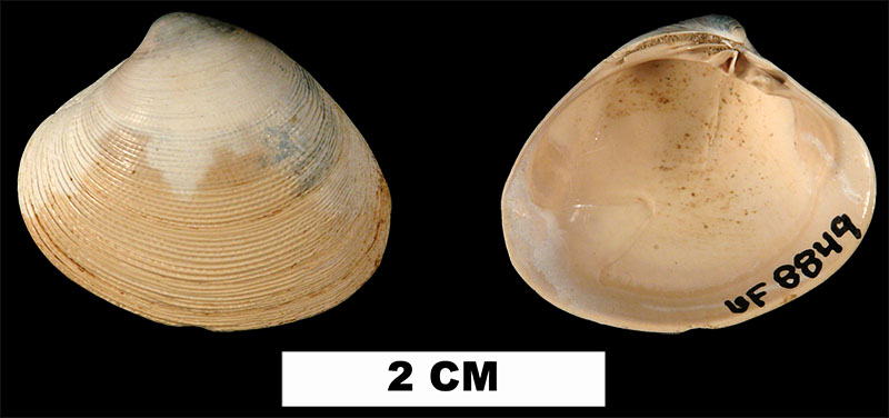 <i>Callocardia prosayana</i> from the Early Miocene Chipola Fm. of Calhoun County, Florida (UF 8849).