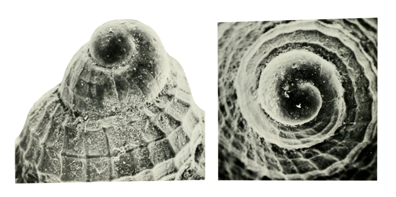 Specimen of <i>Calophos wilsoni</i> figured by Allmon (1990, pl. 12, fig. 11 and 12); lateral view and apical view, respectively; x50.