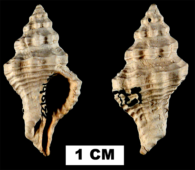 <i>Calotrophon ostrearum</i> from the Middle Pleistocene Bermont Fm. of Palm Beach County, Florida (UF 140153).