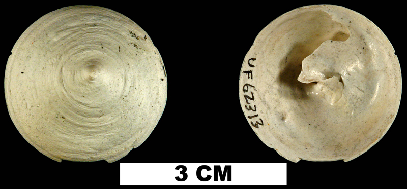 <i>Calyptraea centralis</i> from the Late Pliocene Tamiami Fm. (Pinecrest Beds) of Okeechobee County, Florida (UF 62313).