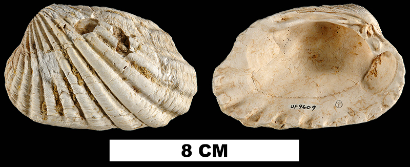 <i>Carditamera tamiamiensis</i> from the Plio-Pleistocene (formation unknown) of Sarasota County, Florida (UF 9609).