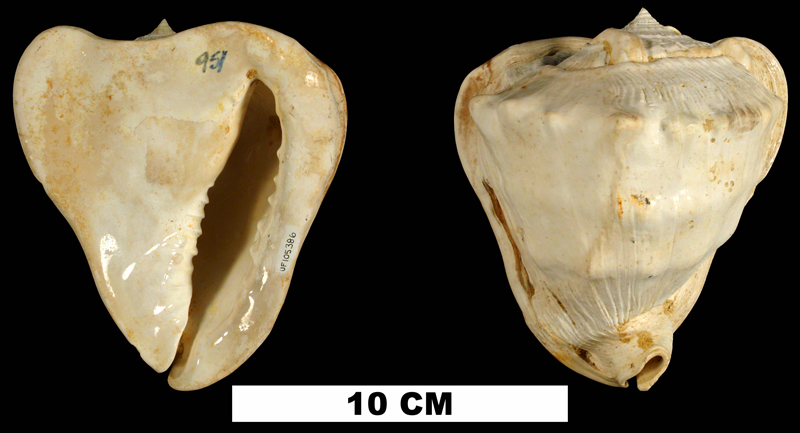 <i>Cassis delta</i> from the Early Miocene Chipola Fm. of Calhoun County, Florida (UF 105386).