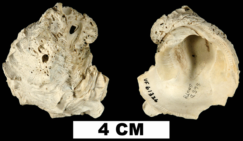 <i>Chama corticosa</i> from the Late Pliocene Tamiami Fm. (Pinecrest Beds) of Okeechobee County, Florida (UF 61326).