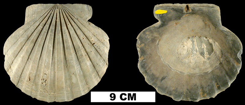 <i>Chesapecten jeffersonius</i> from the Plio-Pleistocene (formation unknown) of Sarasota County, Florida (UF 31888).