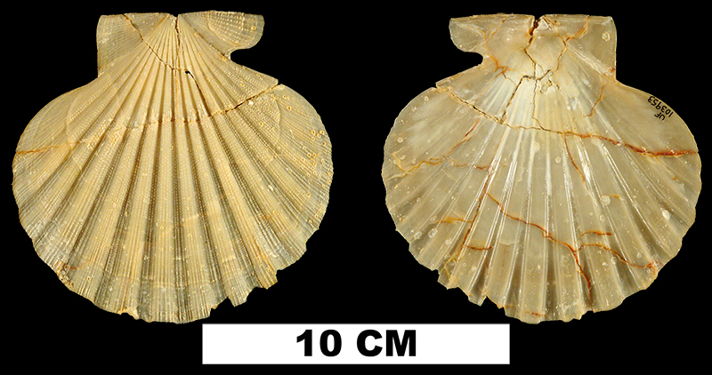 <i>Chesapecten sayanus</i> from the Early Miocene Oak Grove Sand of Washington County, Florida (UF 103953).