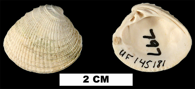 <i>Chione erosa</i> from the Late Pliocene Tamiami Fm. (Pinecrest Beds) of Collier County, Florida (UF 145181).