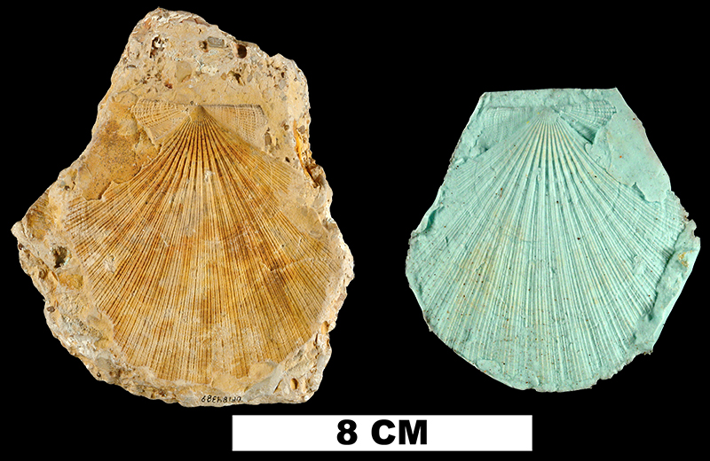 <i>Chlamys nematopleura</i> from the Miocene Hawthorn Group (formation unknown) of Orange County, Florida (UF 184389). Specimen is an external mold with corresponding silicone rubber peel.