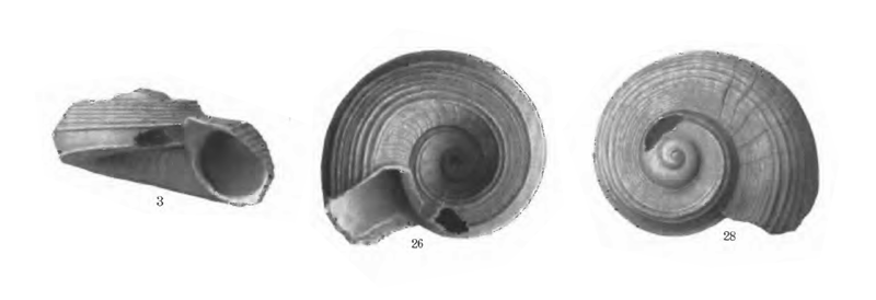 Specimen of <i>Circulus anthera</i> figured by Gardner (1947, pl. 61, fig. 3, 26, and 28); 3.8 mm in length.
