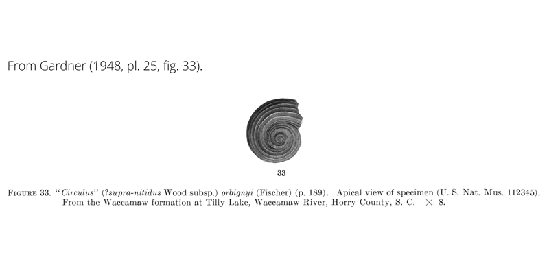 <i>Circulus orbignyi</i> from Gardner (1948), pl. 25, fig. 33. USNM 112345. Waccamaw Formation, Horry County, South Carolina.