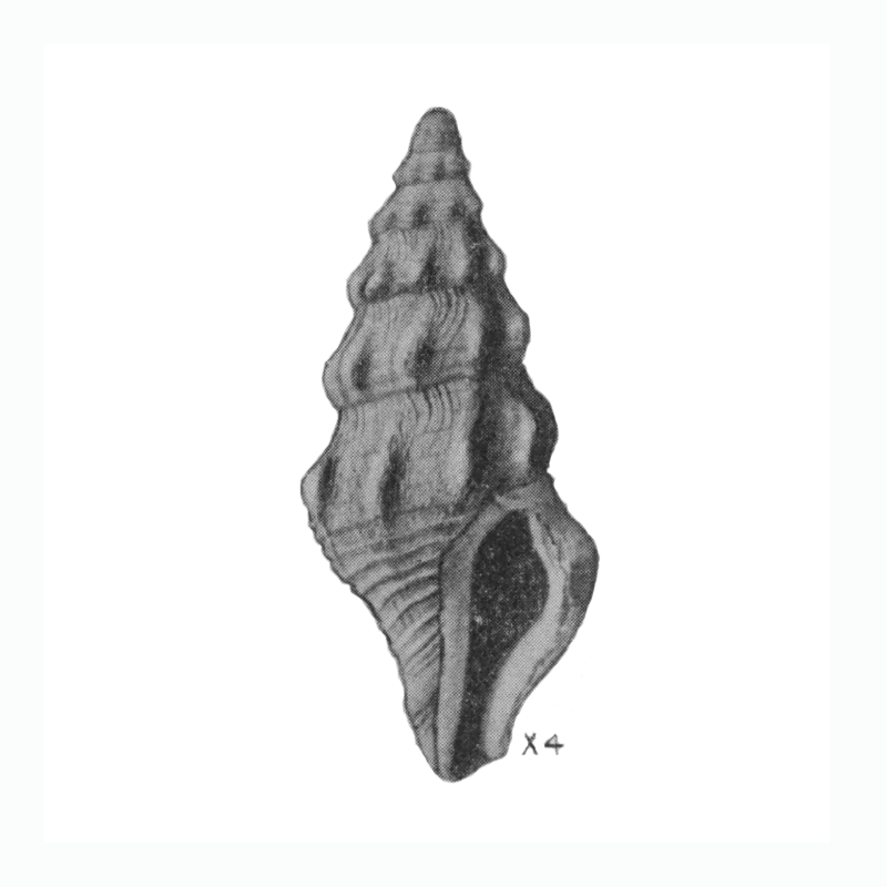 Specimen of <i>Clathrodrillia anteaphanitoma</i> figured by Mansfield (1930, pl. 2, fig. 11); 12.5 mm in length.