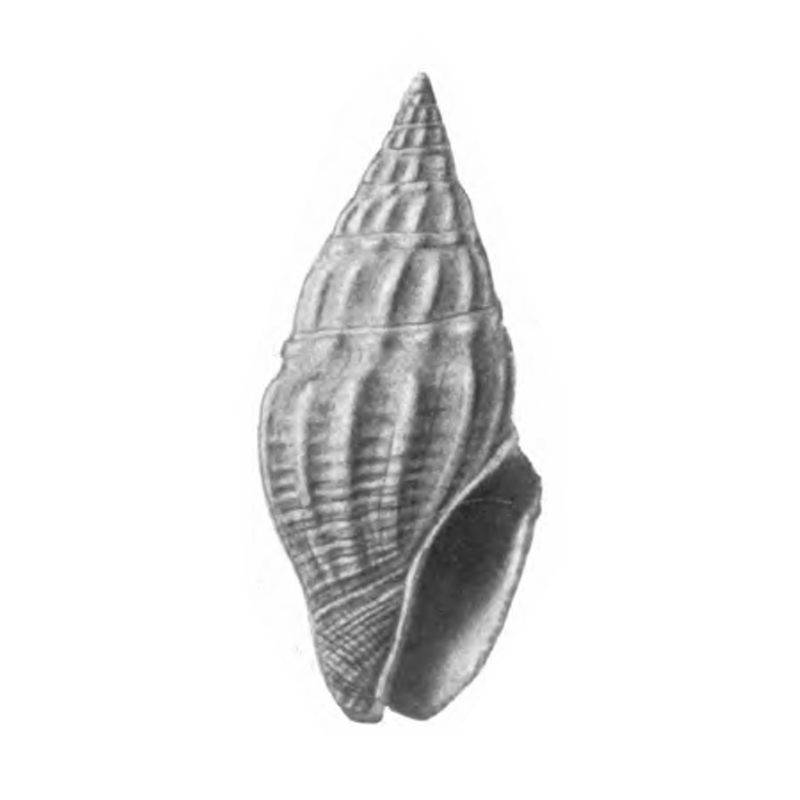 Specimen of <i>Clavatula polyploka</i> figured by Gardner (1938, pl. 39, fig. 23); 16.6 mm in length.